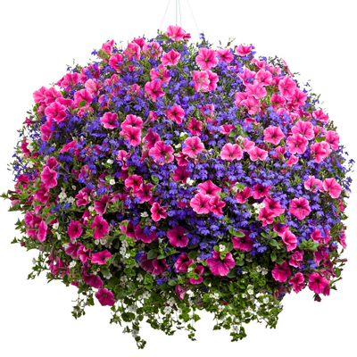 16 Inch Coco Hanging Basket Combos